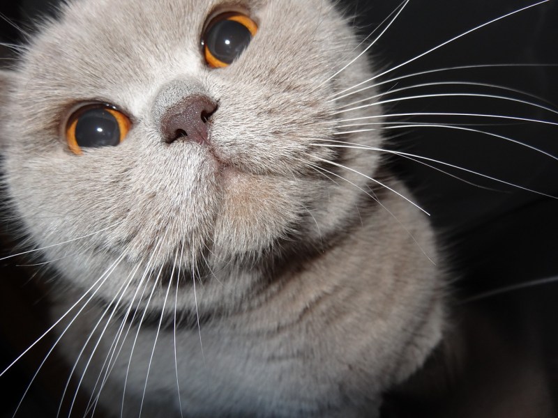 Усы британского кота