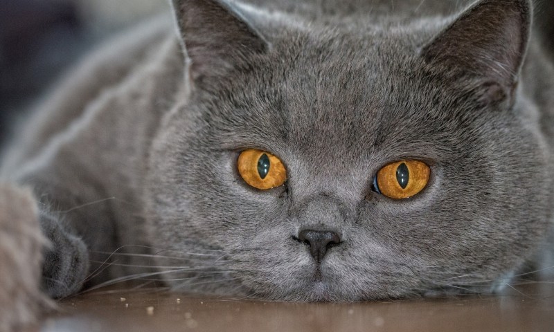 Британский короткошерстный кот серый