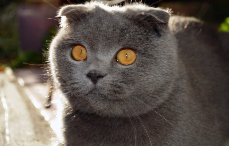 Лиловый британец кот