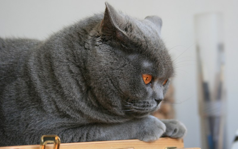 Кот британец прямоухий