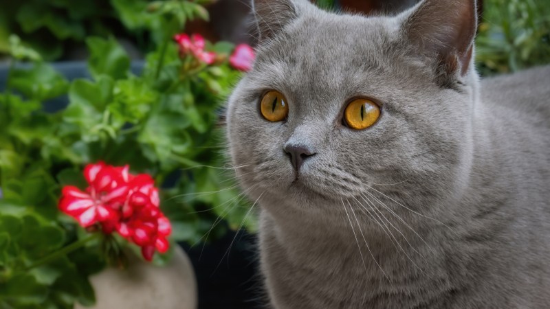 Британский дымчатый кот с желтыми глазами