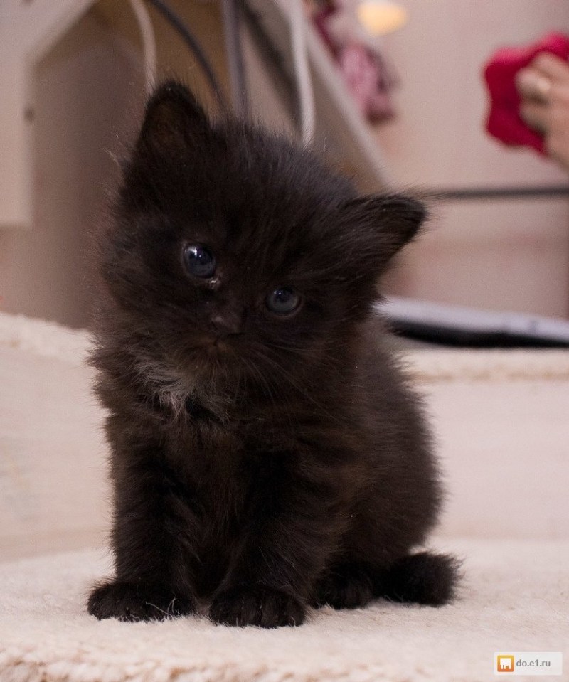Черный котенок - 64 фото