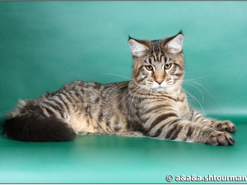 Котята Мейн кун