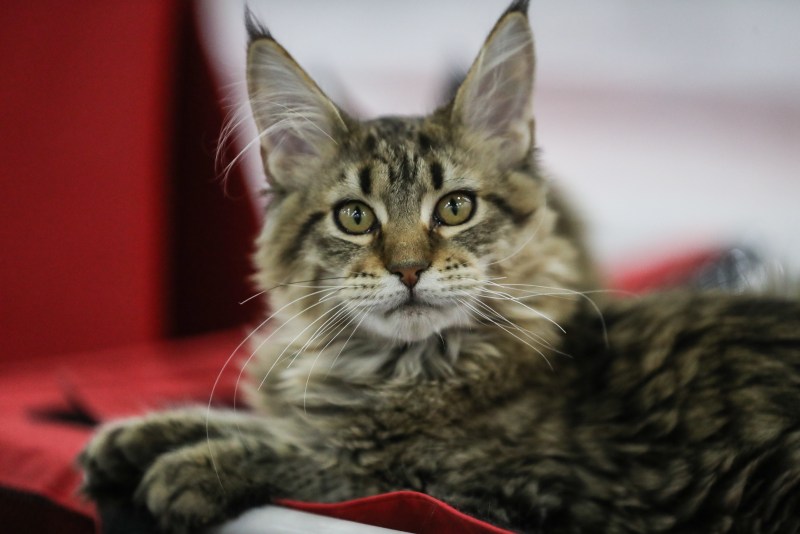 Мейн кун рыжий котенок