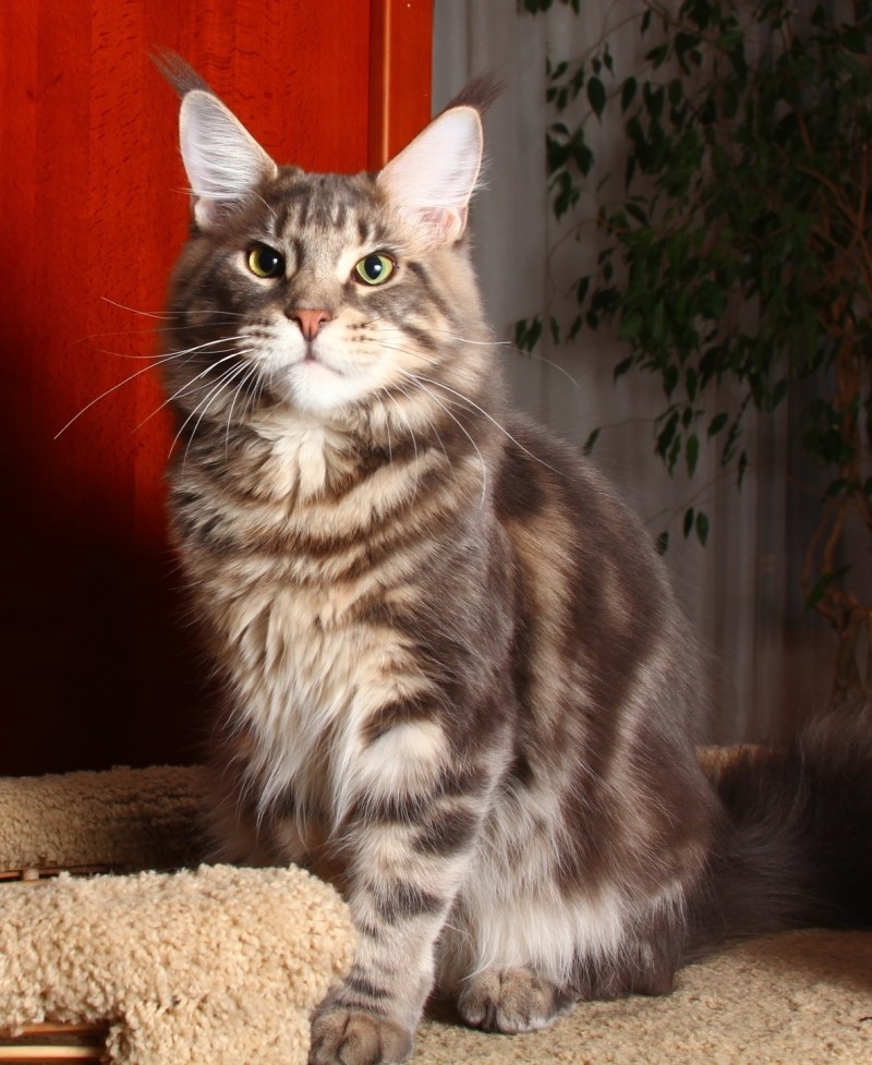 Гладкошерстные котята Мейн куна