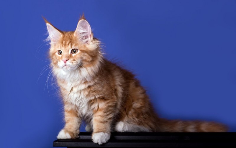 Мейн кун рыжий короткошерстный
