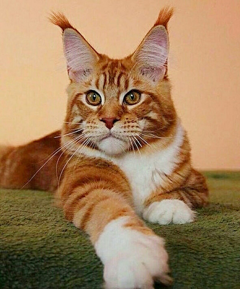 Заводчики кошек
