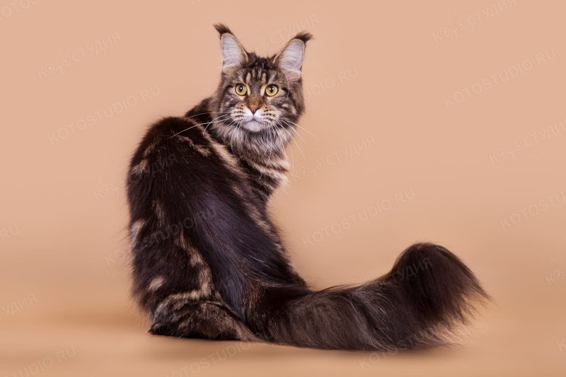Кошка Мейн кун
