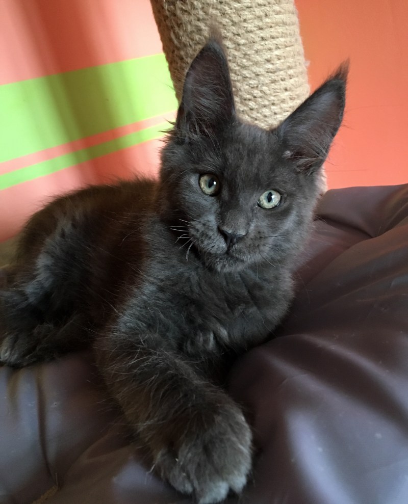 Коты Мейн кун