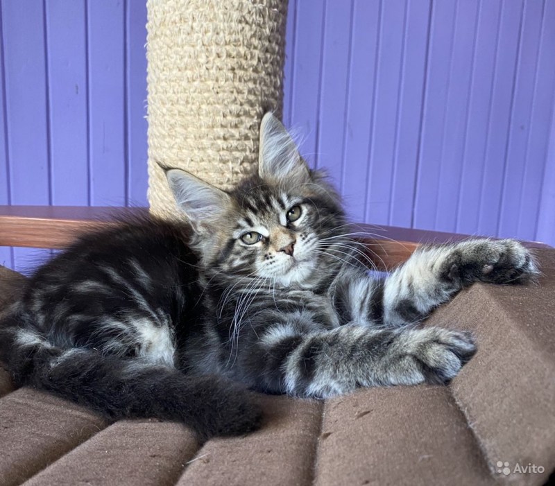 Котята Мейн кун