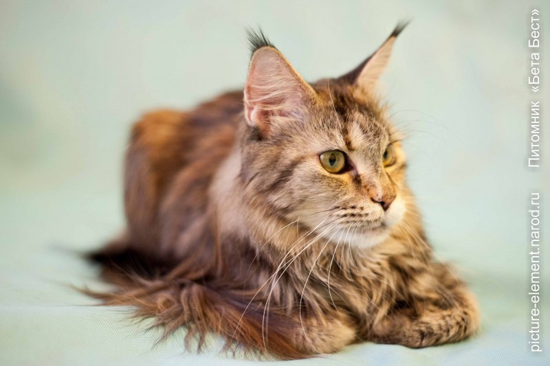 Котята Мейн кун красный Солид купить