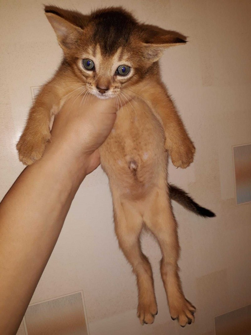 Новорожденные котята пол
