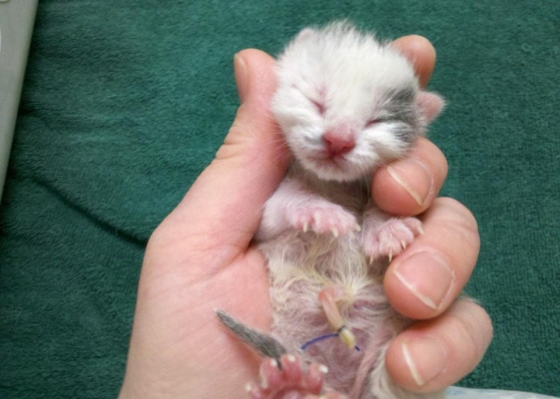 Котенок