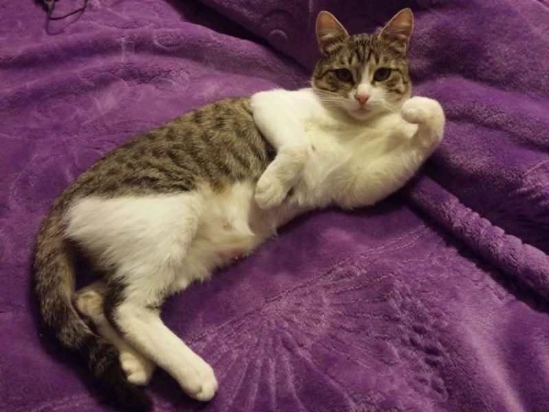Кошка мастика