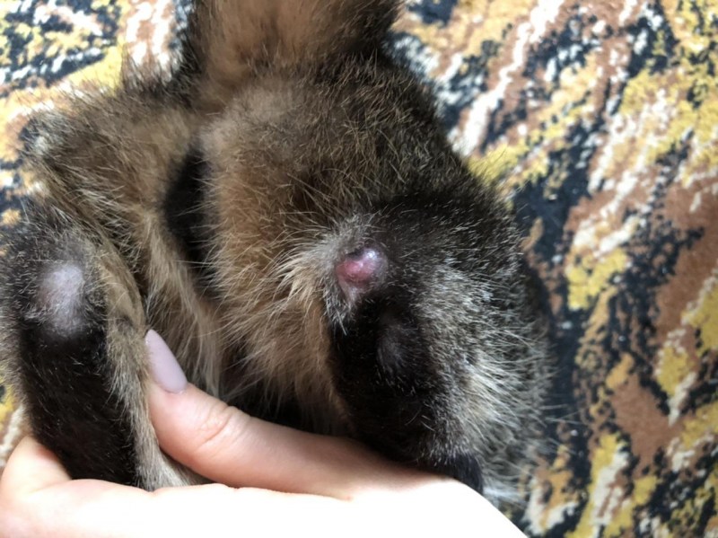 Кот лежит на спине вид сверху