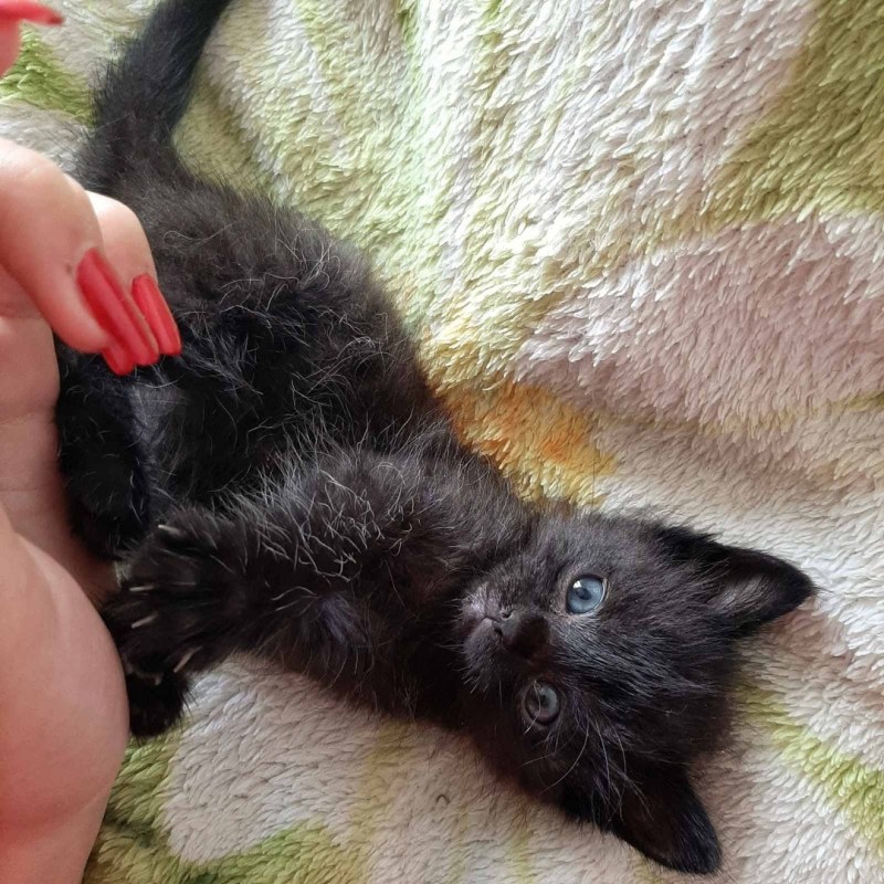 Прыщи на животе у котенка
