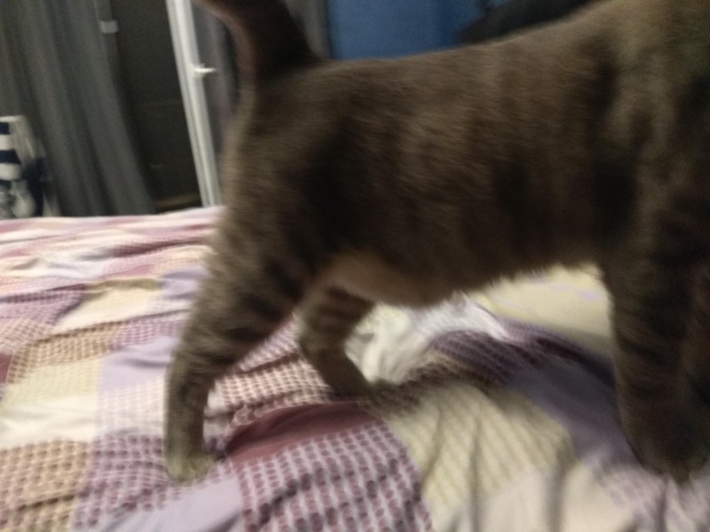 Трехнедельный котенок