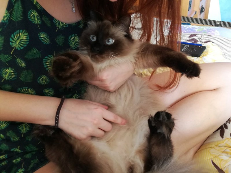 Беремменная кошка сфинкс