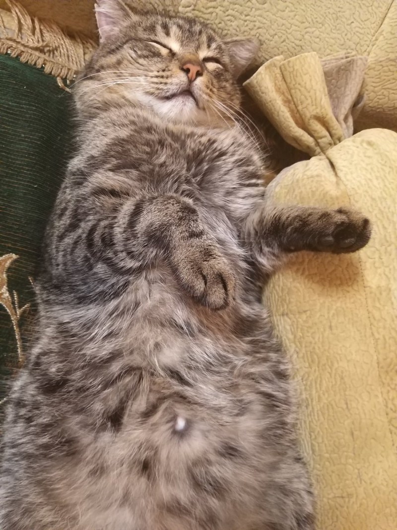 Котята 3.5 месяца