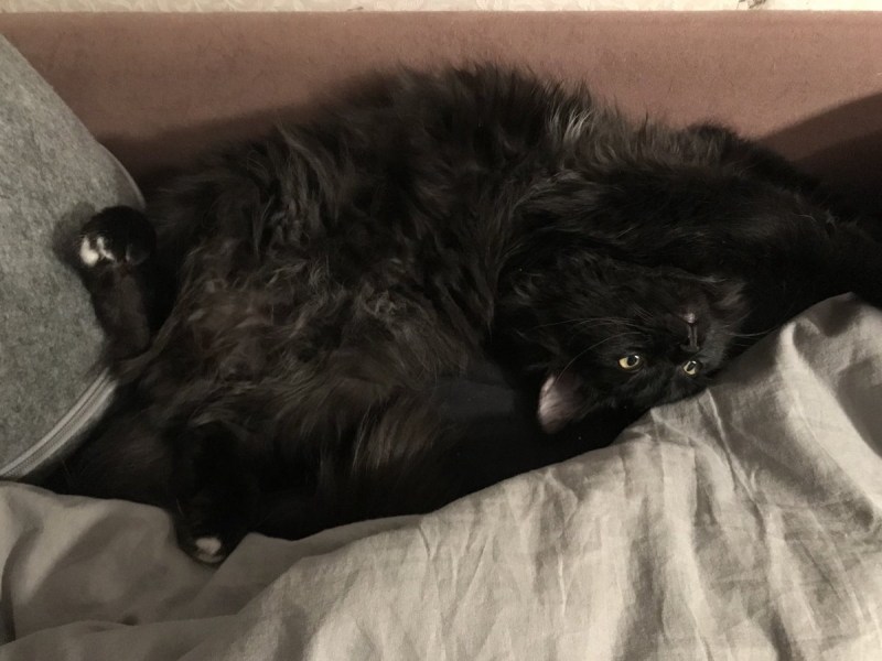 Котята 1 неделя
