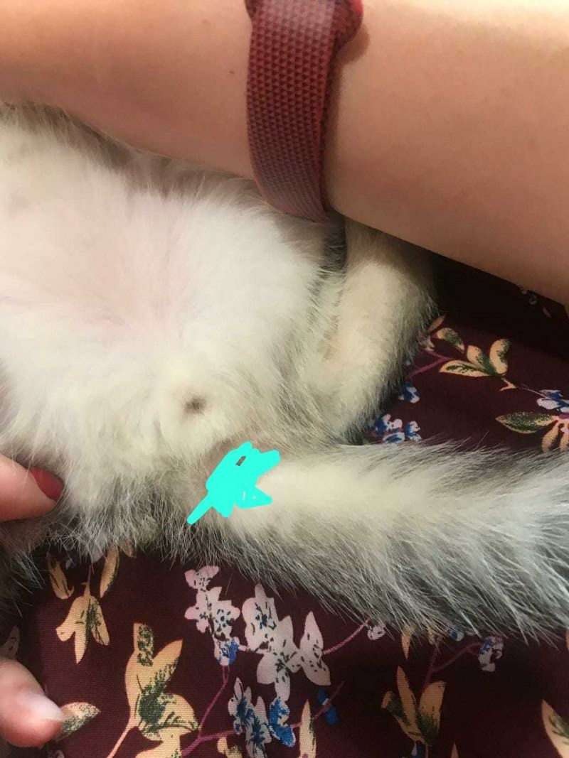 Месячный котик