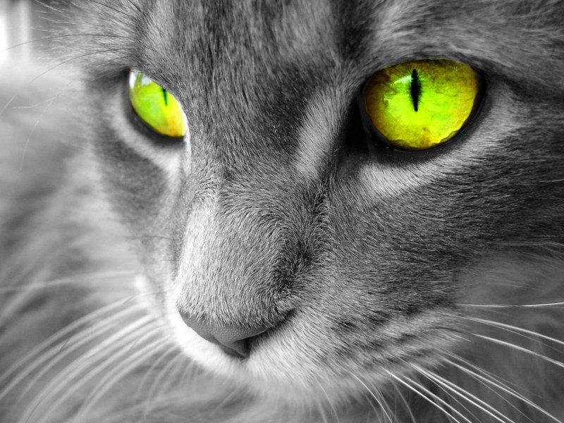 Котик с зелеными глазами