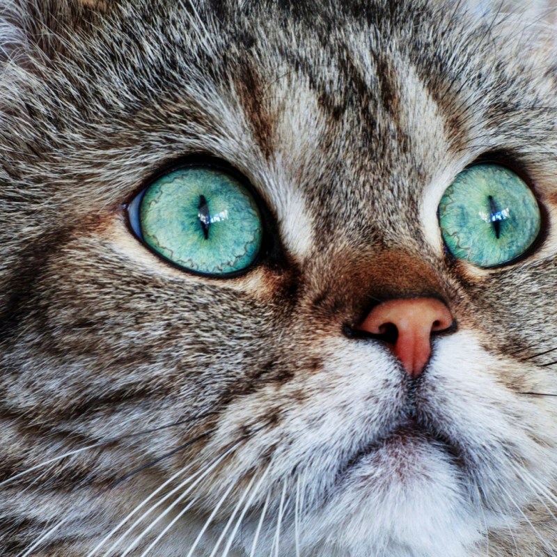 Коты Воители рыжая кошка с зелеными глазами