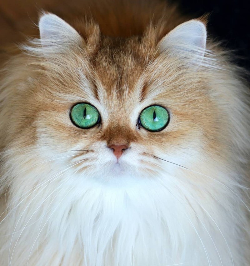 Коты с изумрудными глазами