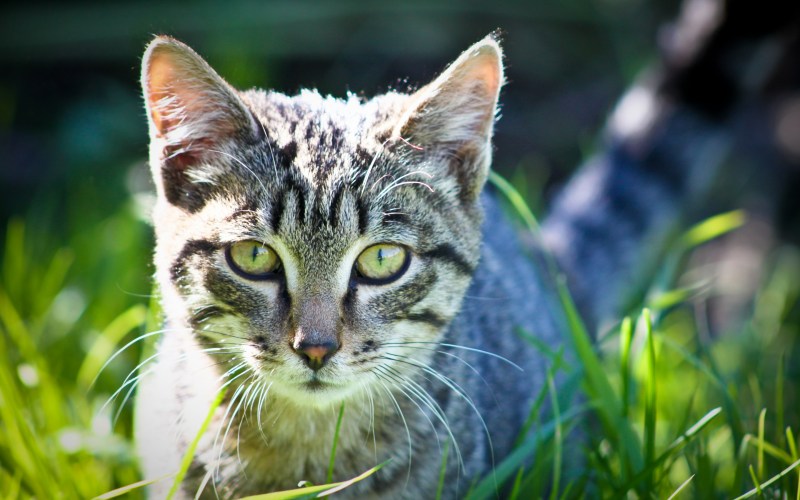 Зеленоглазая кошка