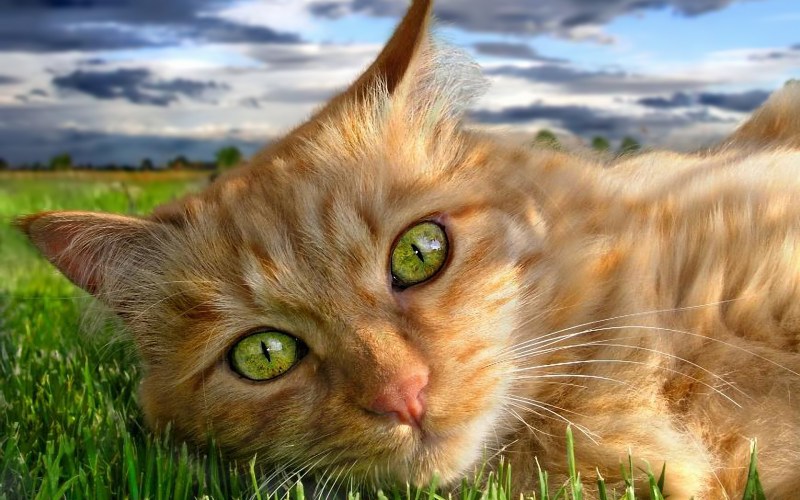Кошачий глаз