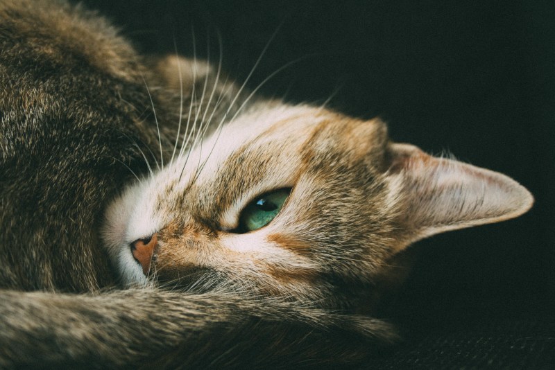 Коты с зелеными глазами