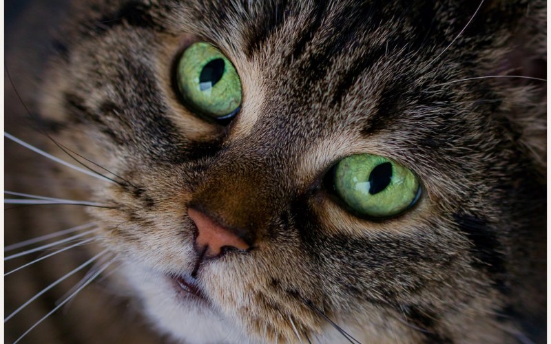 Кошка серая