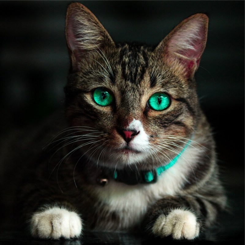 Черная кошка с зелеными глазами