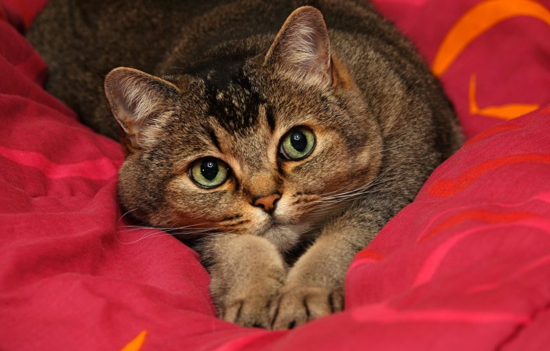 Зеленоглазая кошка