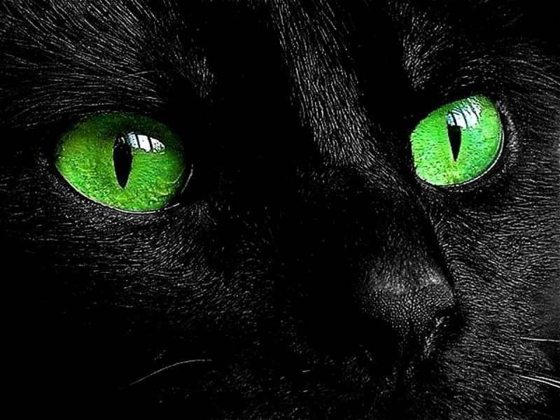 Черная кошка с зелеными глазами