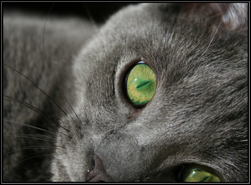 Зеленоглазая кошка