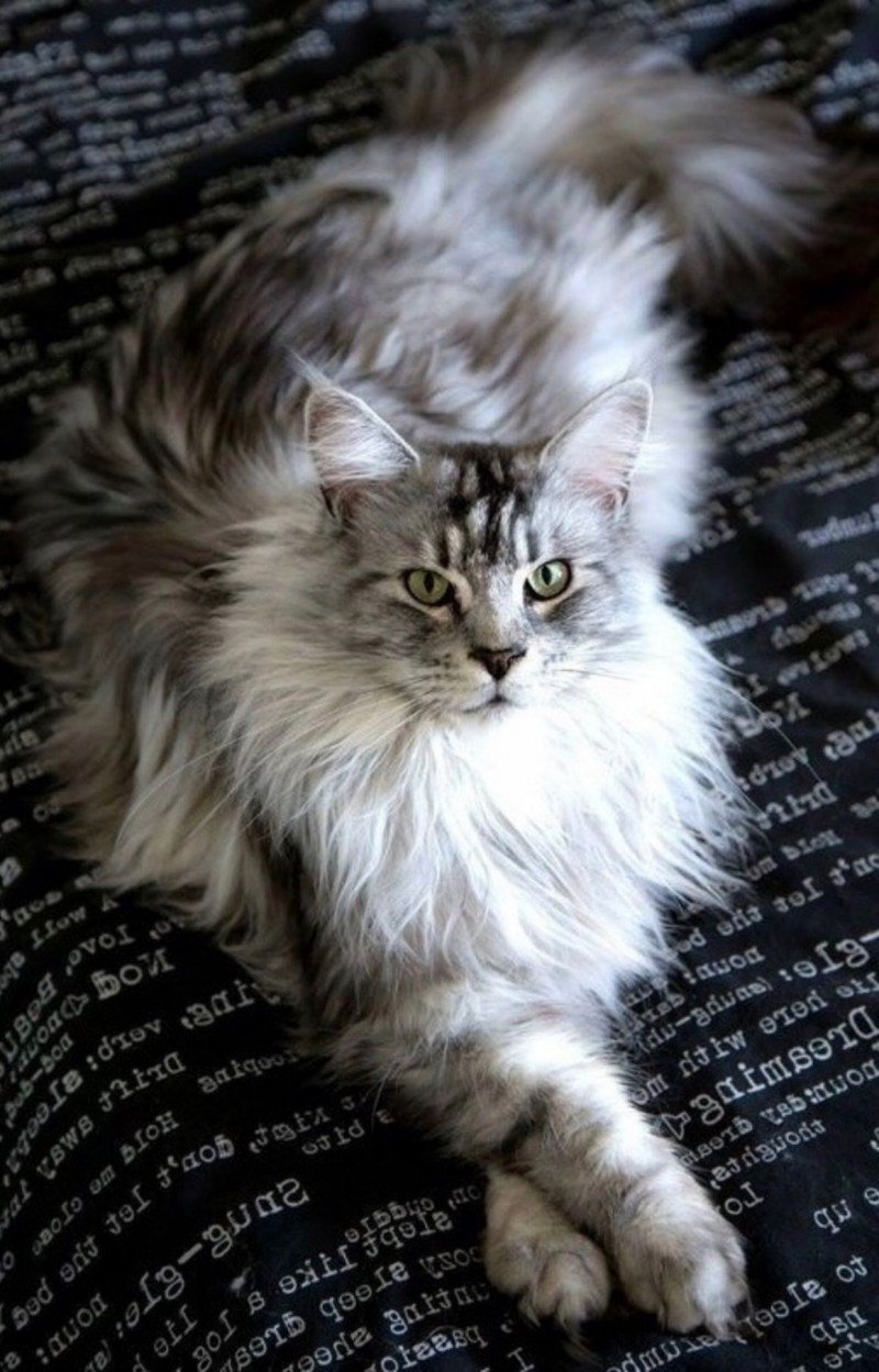 Кошка Мейкуй Сибирская