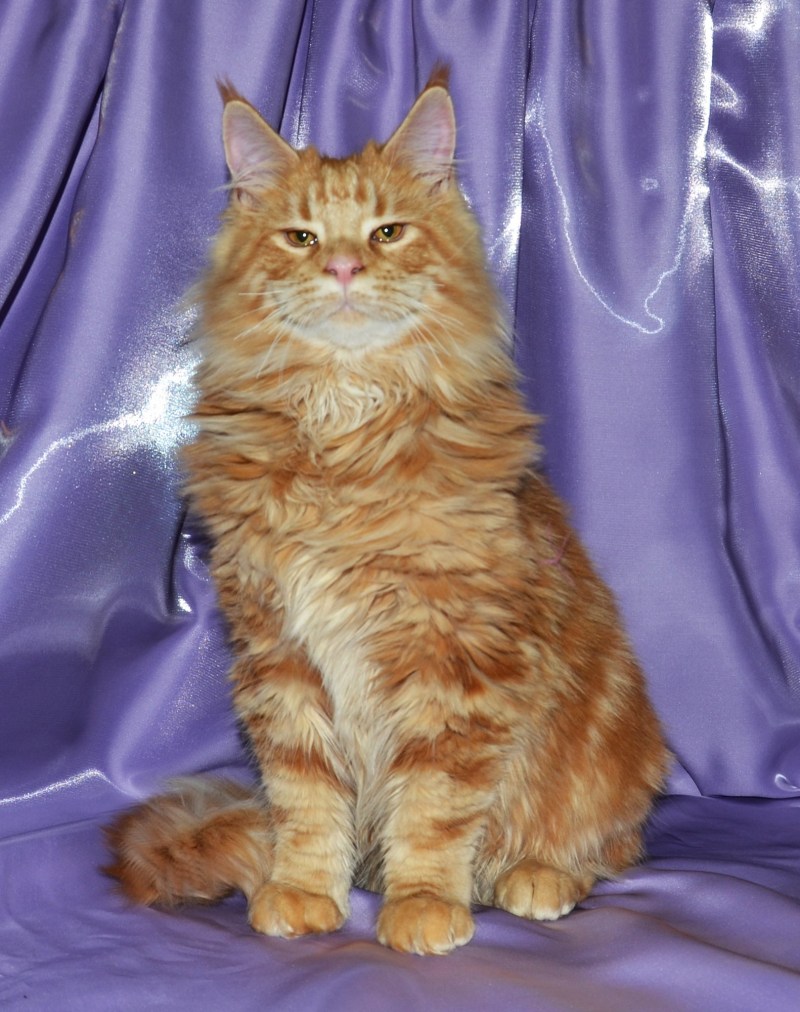 Котята Мейн кун метисы