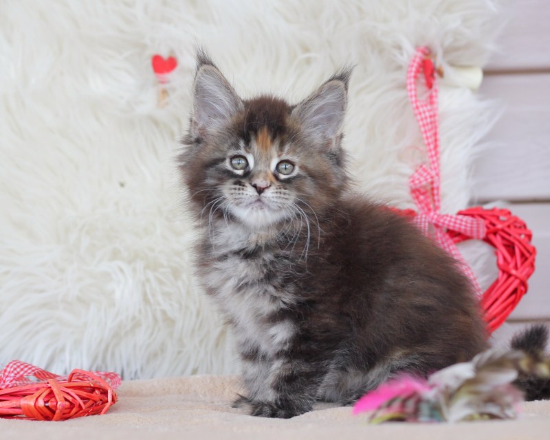 Котенок Мейн куна 4 недели