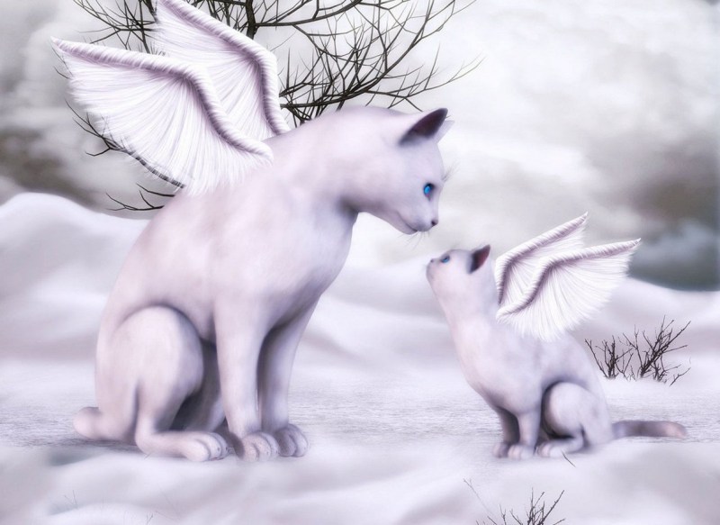 Кошка ангел