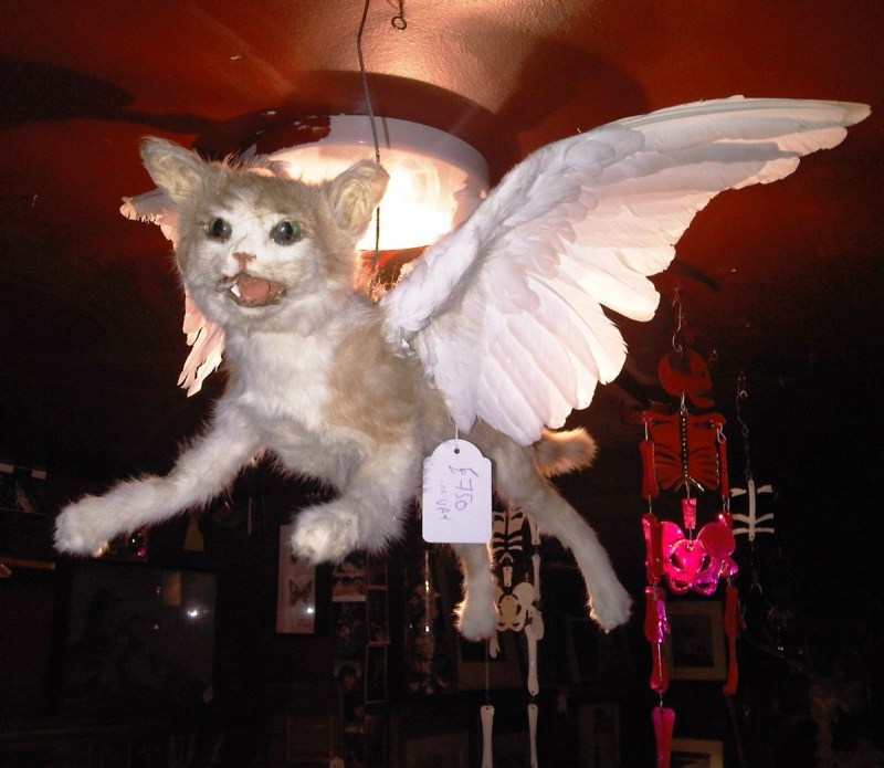 Летучая кошка