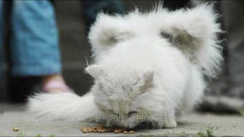 Котик с крыльями ангела