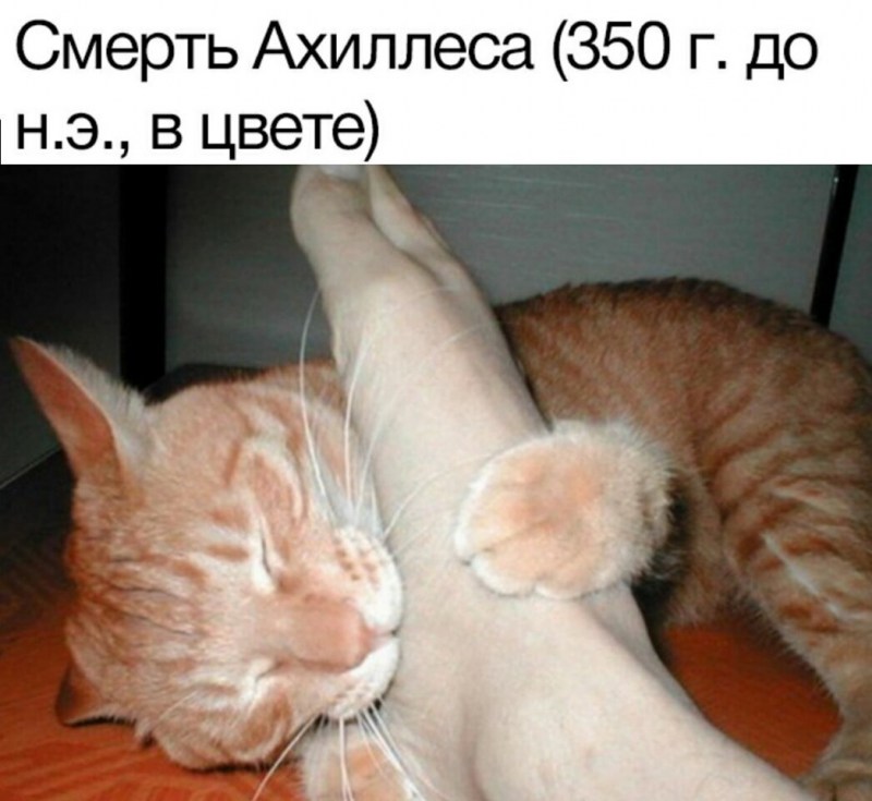 Рыжий кот кусается