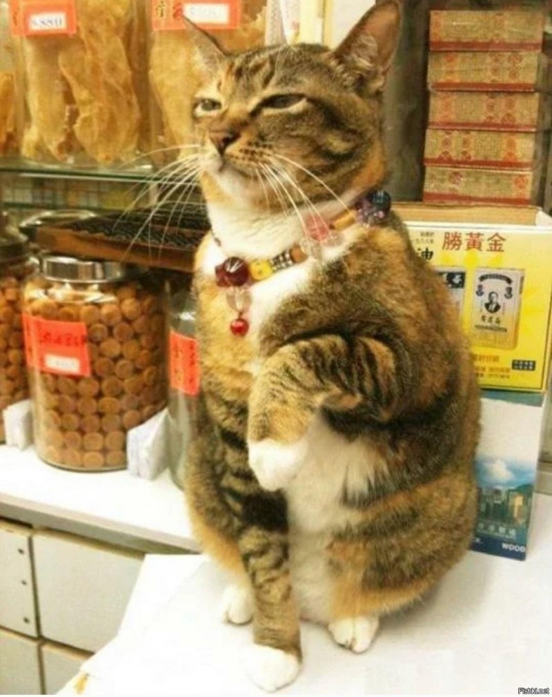 Котики с подписями