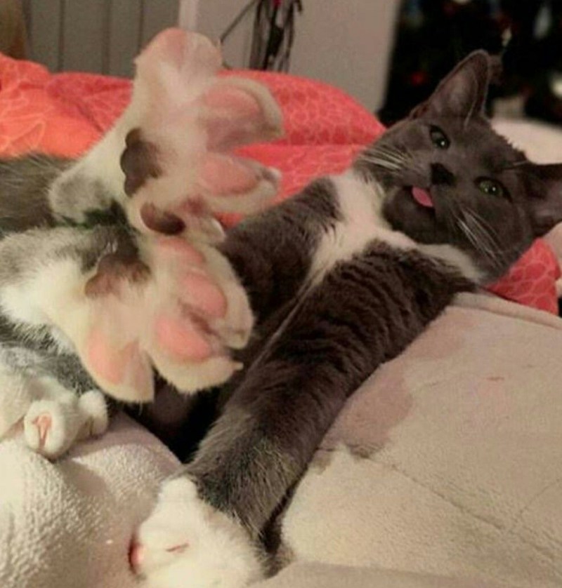Кошачьи пятки