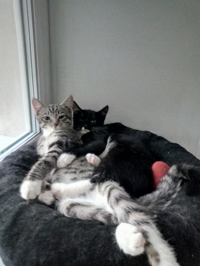 Черный и белый коты обнимаются