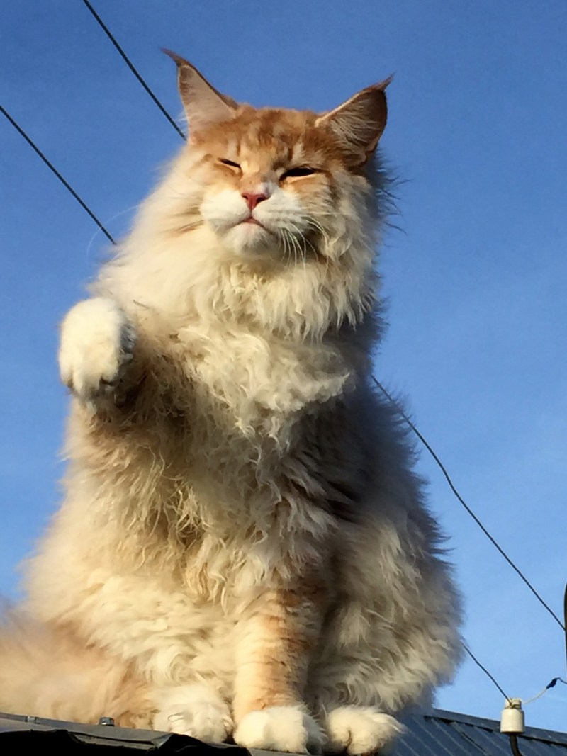 Целовать лапу