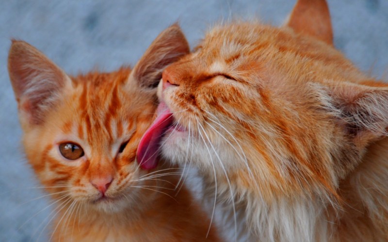 Рыжая кошка с котятами