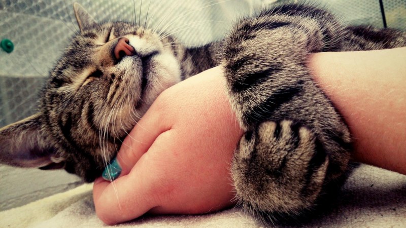 Кот обнимает руку
