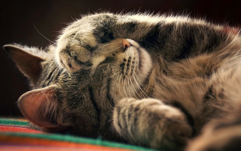 Спящий котик